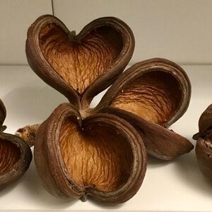 5 Buddha Pods Dried Botanicals Home Decor Natural